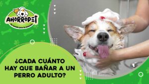 Lee más sobre el artículo ¿Cada cuanto hay que bañar a un perro adulto?