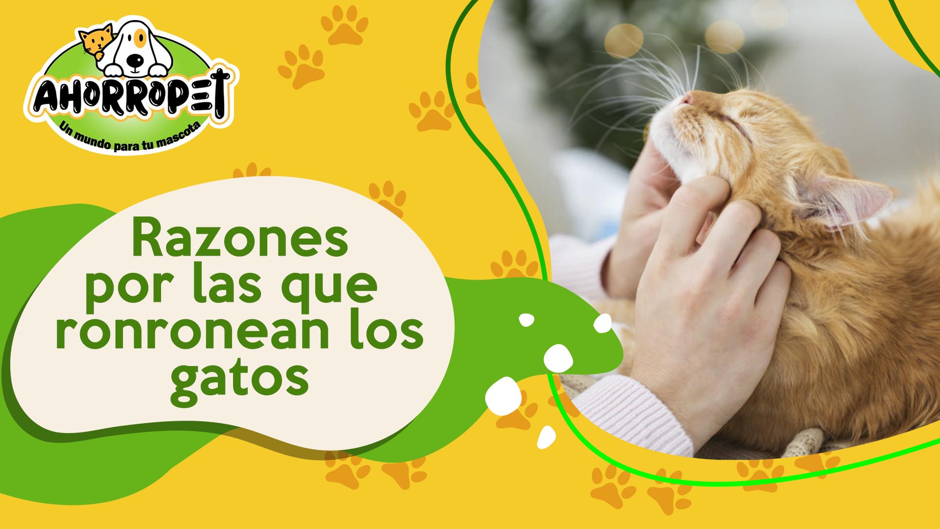 Lee más sobre el artículo Razones por las que ronronean los gatos