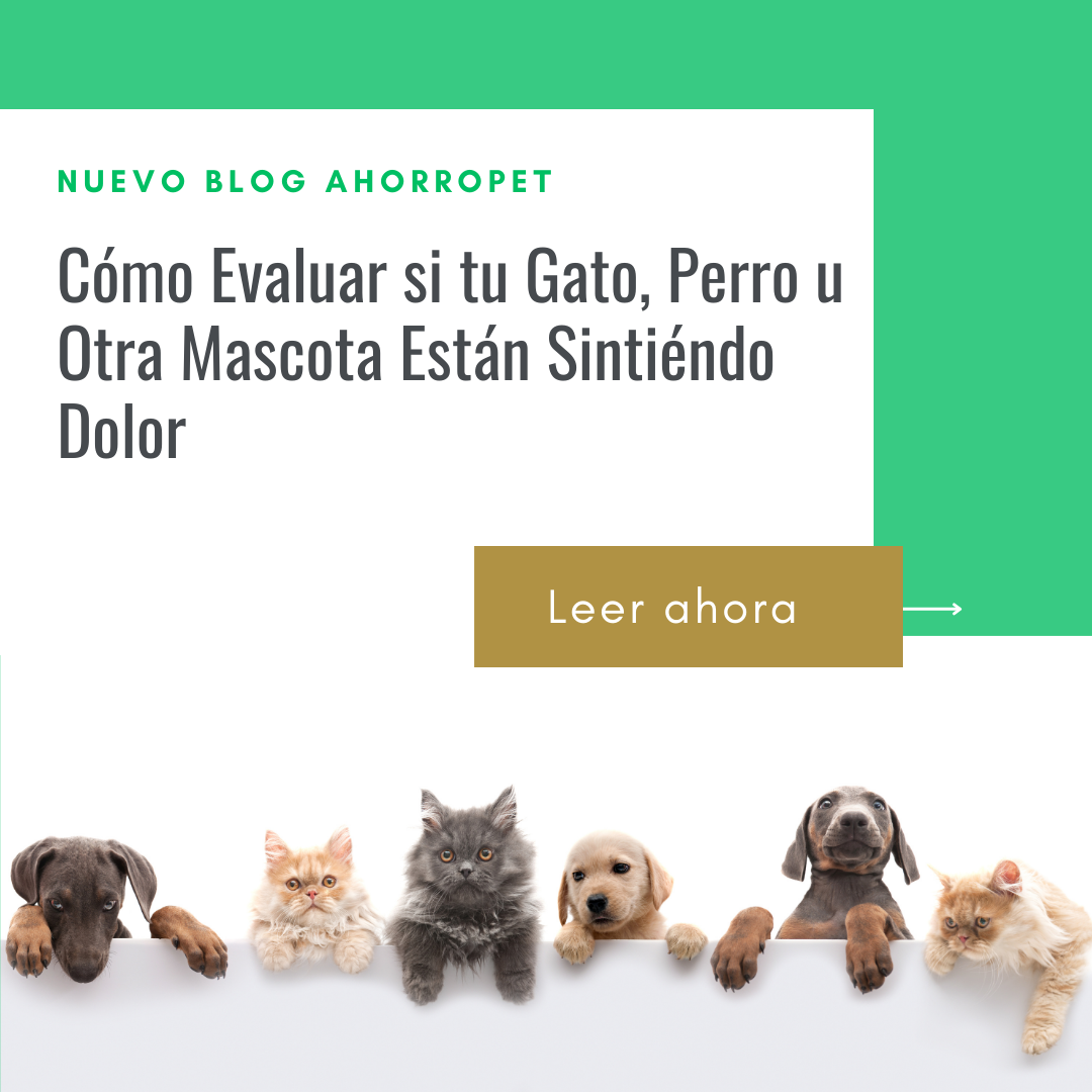 Lee más sobre el artículo Cómo Evaluar si tu Gato, Perro u Otra Mascota Están Sintiéndo Dolor