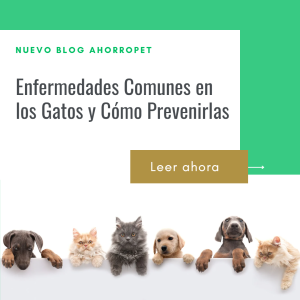 Lee más sobre el artículo Enfermedades Comunes en los Gatos y Cómo Prevenirlas