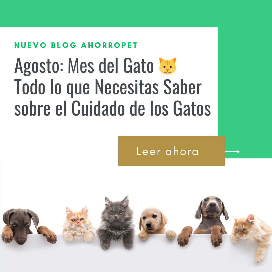 En este momento estás viendo Agosto: Mes del Gato 🐱Todo lo que Necesitas Saber sobre el Cuidado de los Gatos