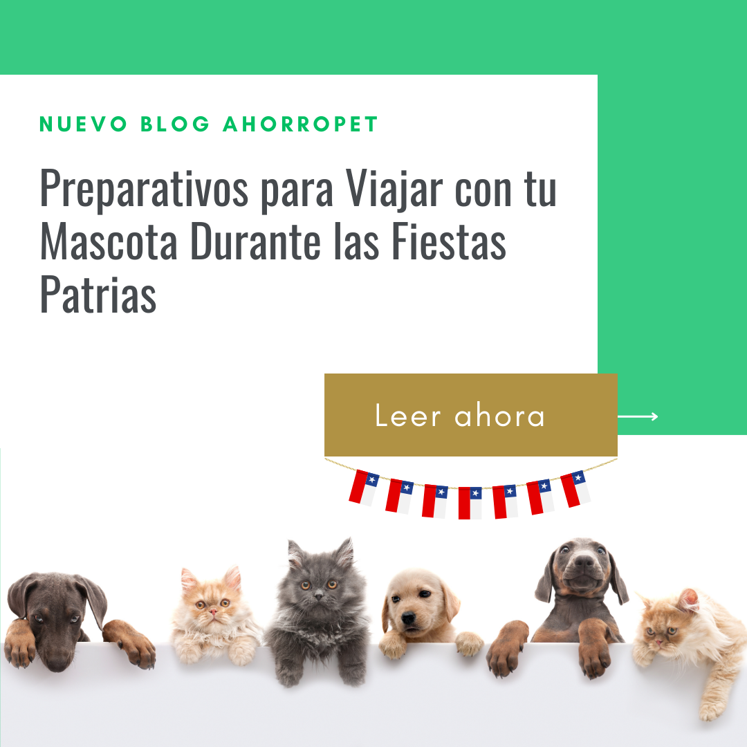 Lee más sobre el artículo Preparativos para Viajar con tu Mascota durante las Fiestas Patrias