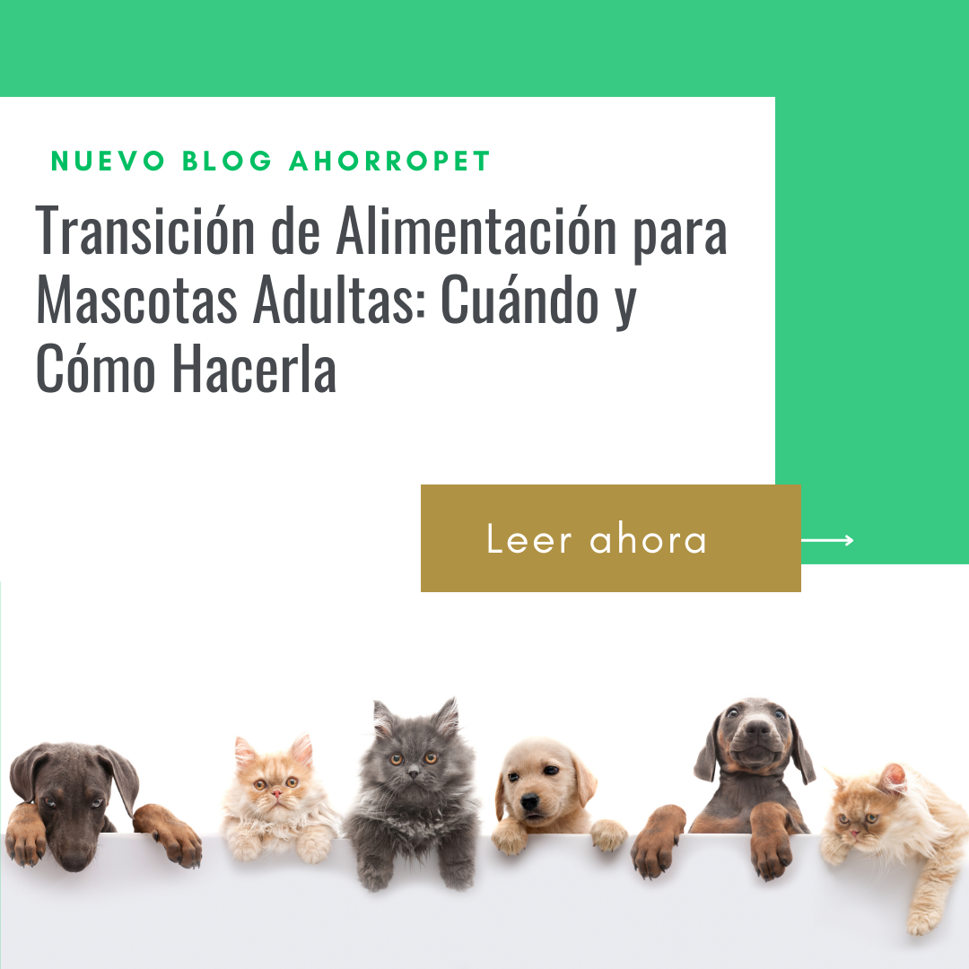 En este momento estás viendo Transición de Alimentación para Mascotas Adultas: Cuándo y Cómo Hacerla