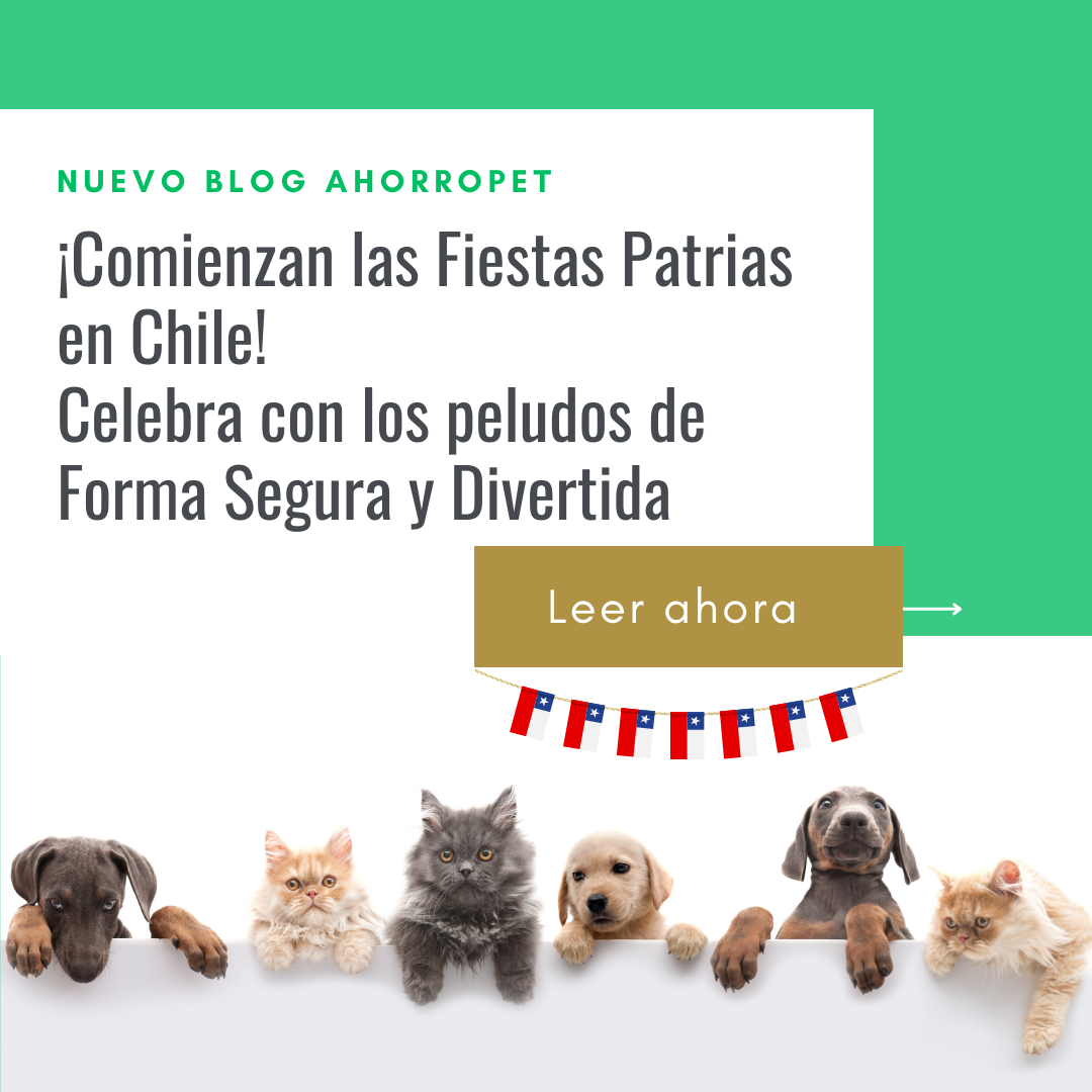 Lee más sobre el artículo ¡Comienzan las Fiestas Patrias en Chile! Celebra con los peludos de Forma Segura y Divertida